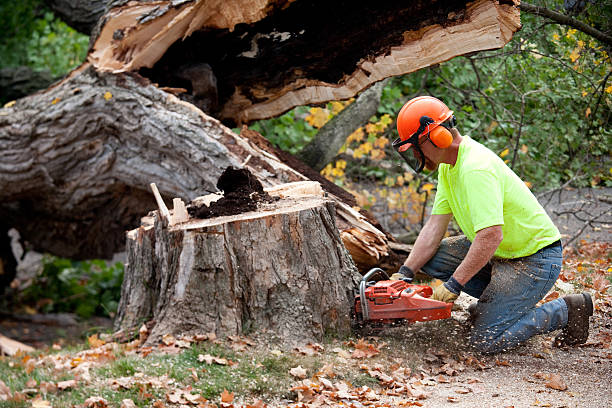 Professional Tree Service in Irondale, AL